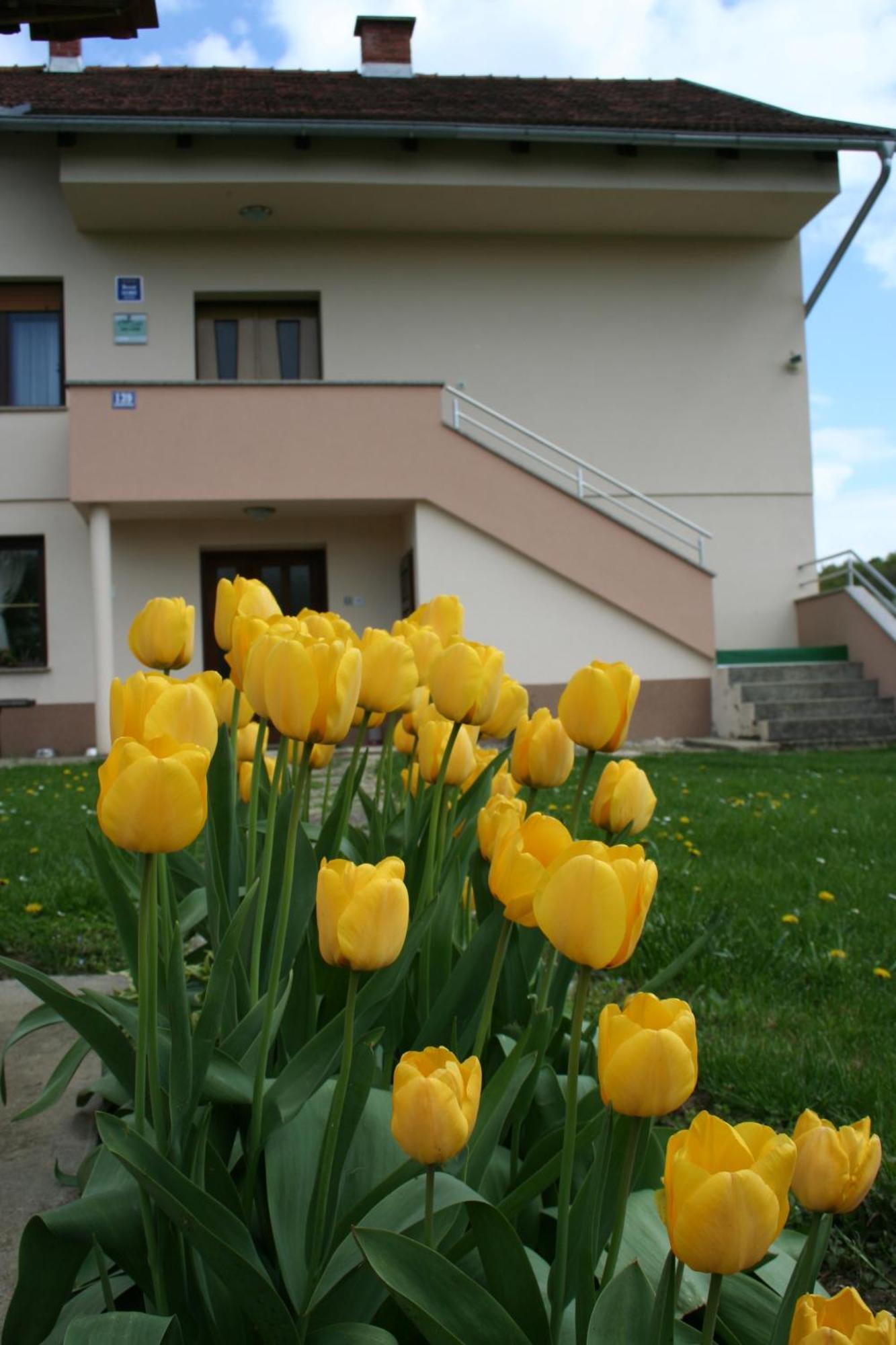Apartman Arena Strigova Dış mekan fotoğraf